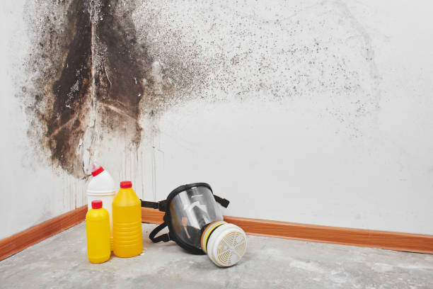 Reliable Fort Lee, VA Mold Removal Solutions