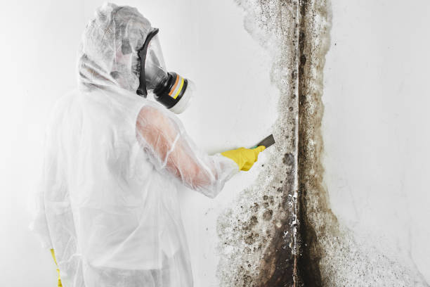 Best Mold Testing  in Fort Lee, VA