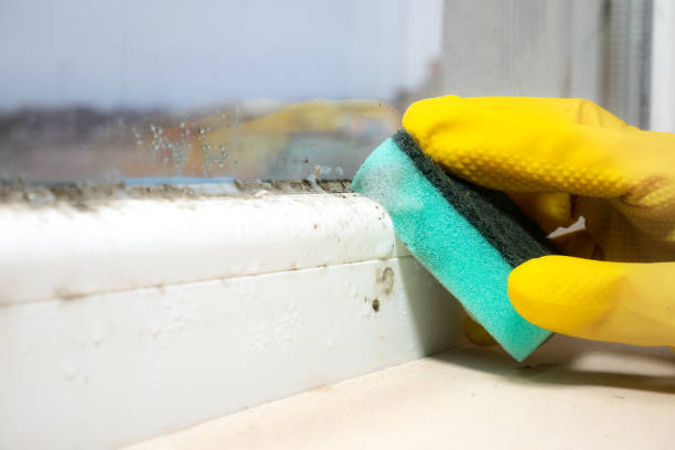 Mold Testing and Removal in Fort Lee, VA