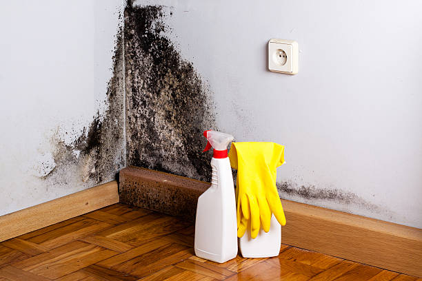 Best Mold Remediation  in Fort Lee, VA