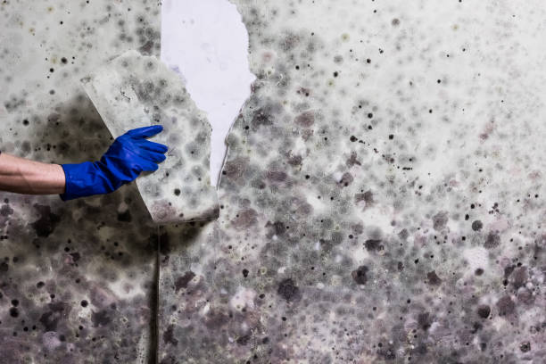 Mold Removal and Inspection in Fort Lee, VA