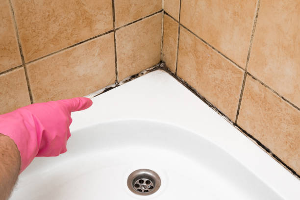 Best Commercial Mold Removal  in Fort Lee, VA